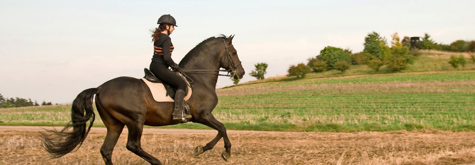 reiten-schwung.jpg