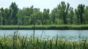 Jeden Tag spült die Donau über vier Tonnen Plastikmüll ins Schwarze Meer, schreiben Wiener Wissenschaftler.