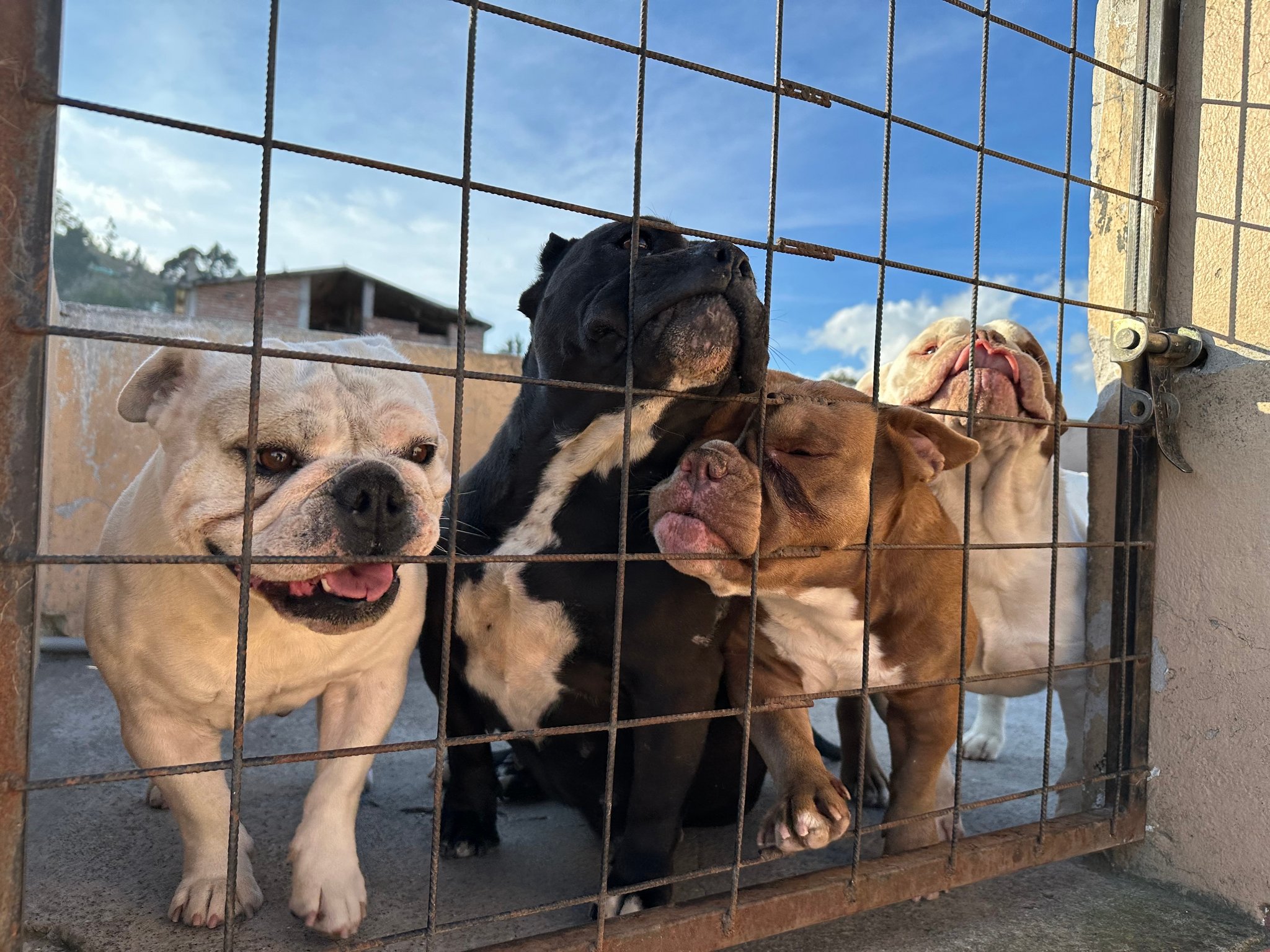 Augen auf beim Hundekauf: Bund und STS warnen vor dubiosen Inseraten