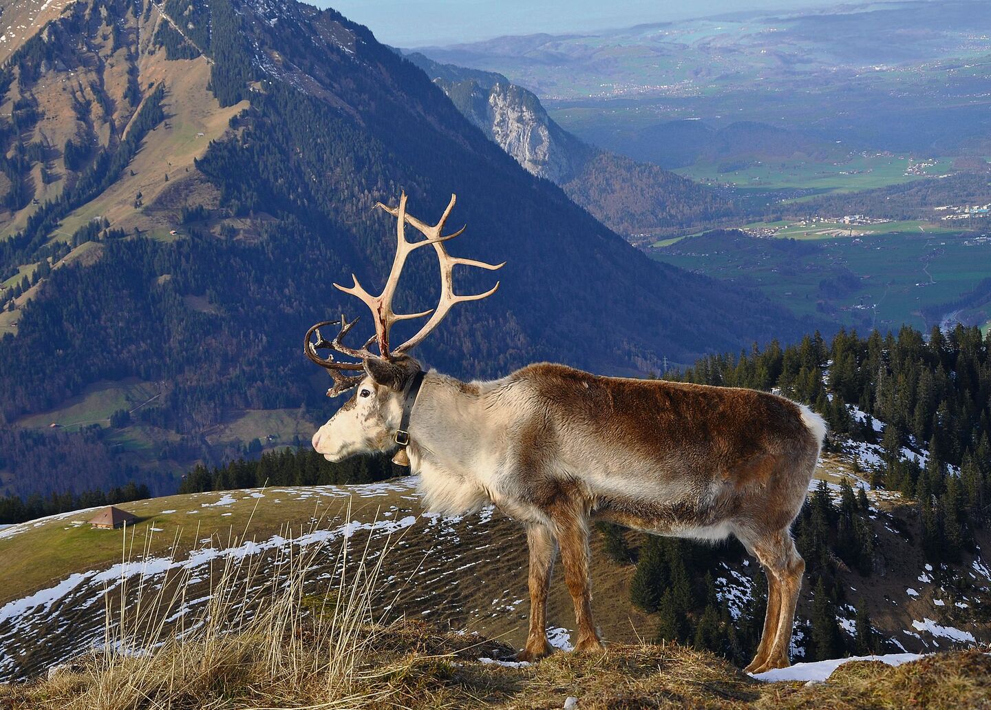 Rentiere in der Schweiz