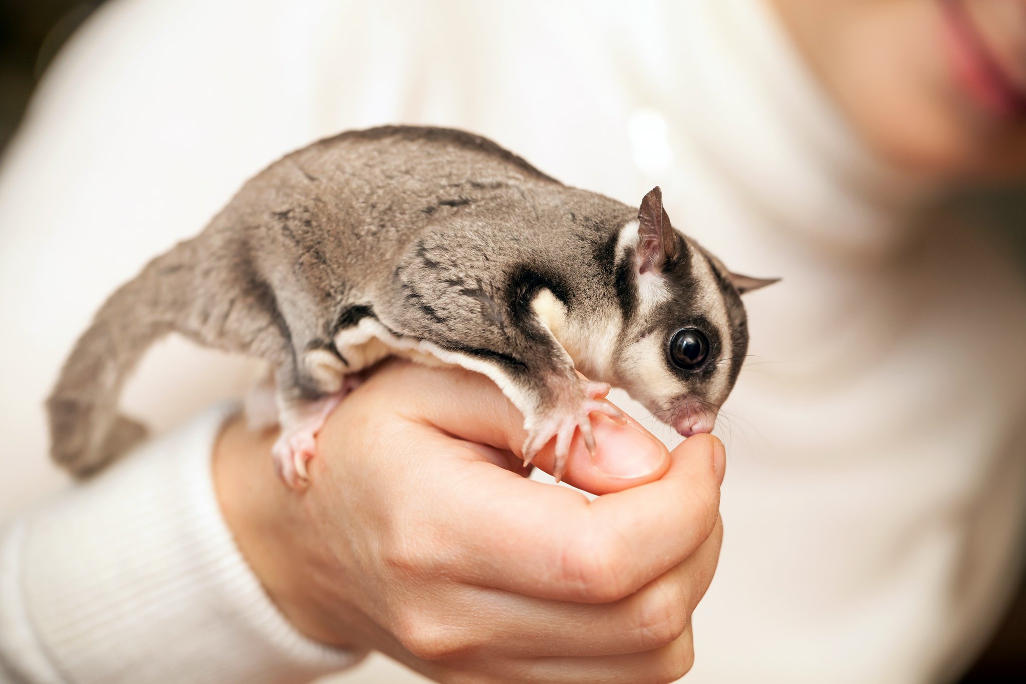 Kurzkopfgleitbeutler (Sugar Glider)