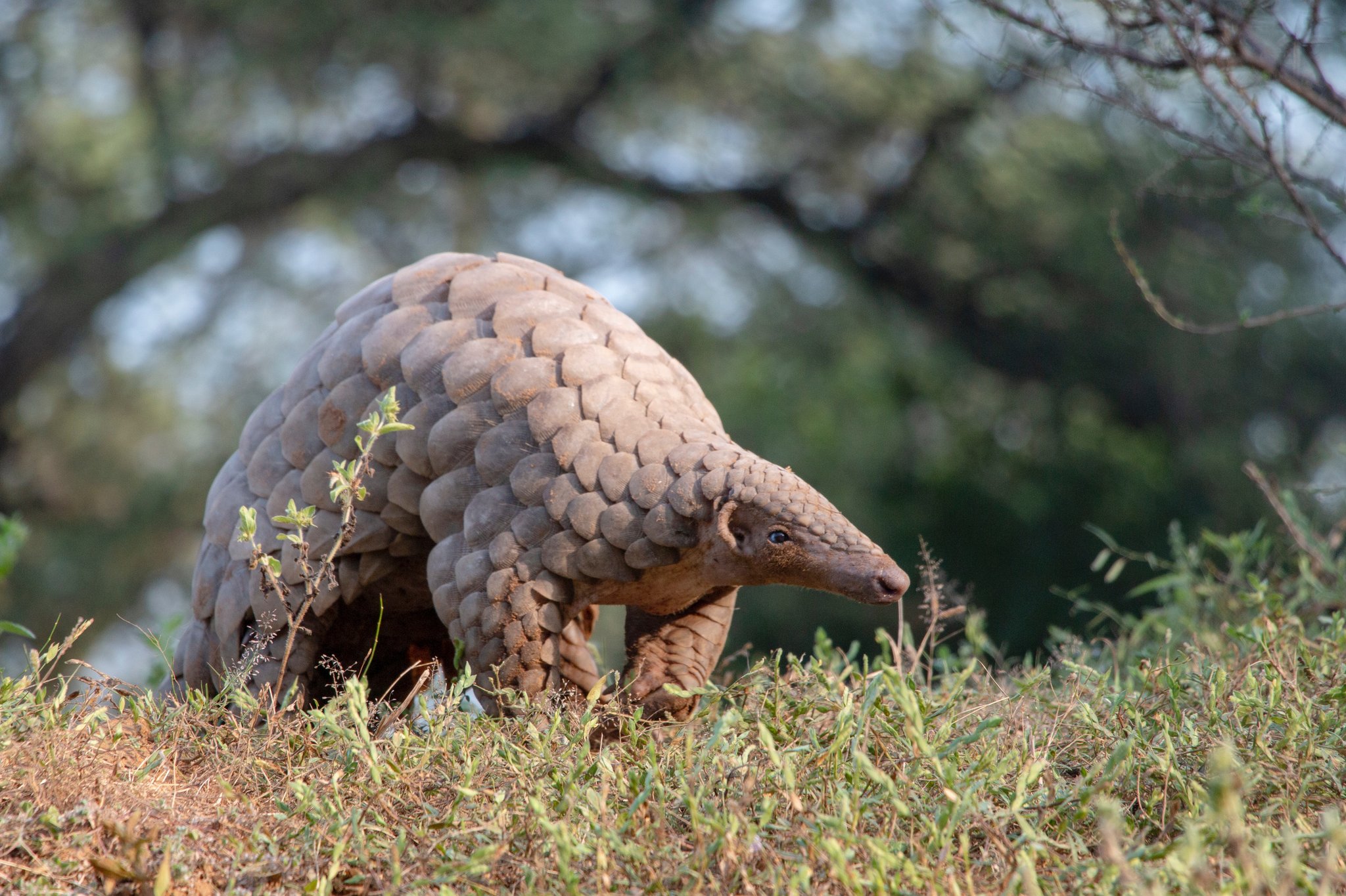 Der Pangolin: Stark bedrohtes Schuppentier