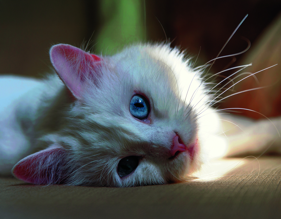 taube Katze