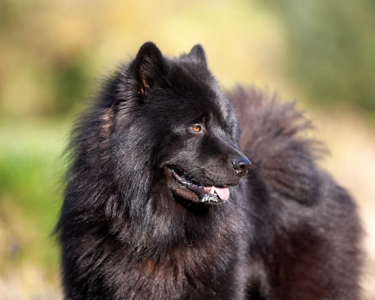 shutterstock_1934725553 Schwedischer Lapphund: Der vielseitige Hund aus dem Norden