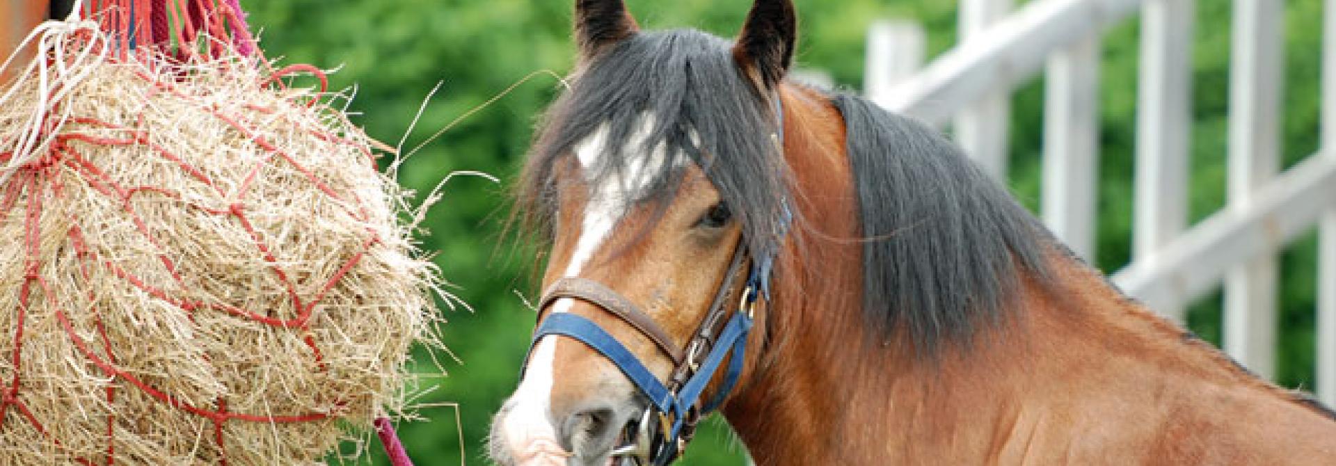 pferd-heu.jpg