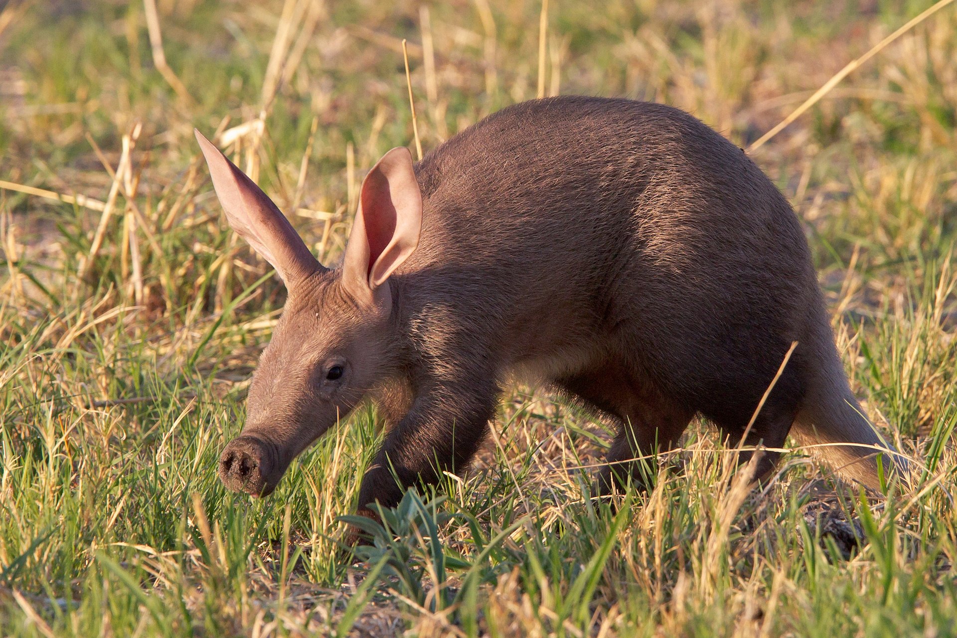 Das Erdferkel sieht aus wie ein Ameisenbär mit Hasenohren, ist aber keiner