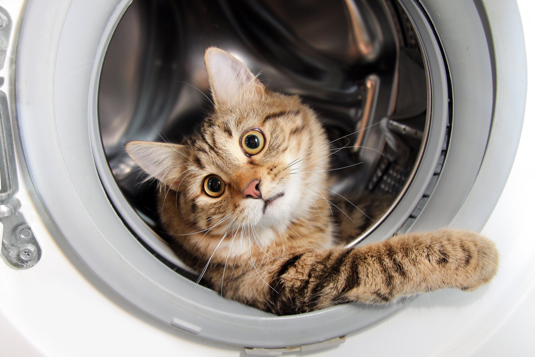 Wie der Katzenhaushalt sicherer gemacht wird