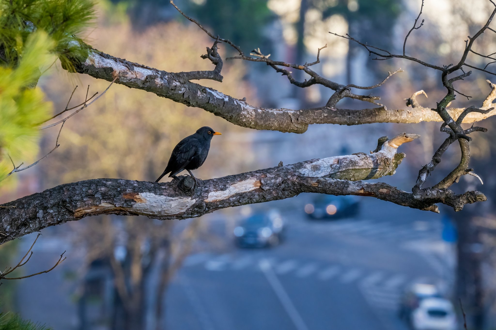 Leben im toten Baum