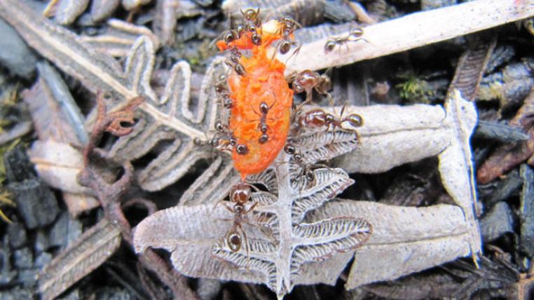Gallegos_Ants_300dpi_s.jpg