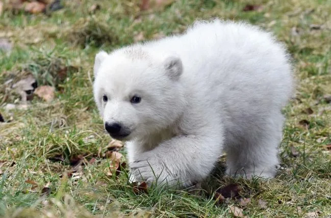 7b3c6941079906b34431a152be242934fe3e17fb 01-Eisbaerenbaby_TierparkHellabrunn_2017_JoergKoch_66.jpg