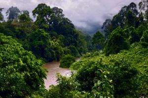 Der Regenwald Borneos hält viele Gemeimnisse bereit.