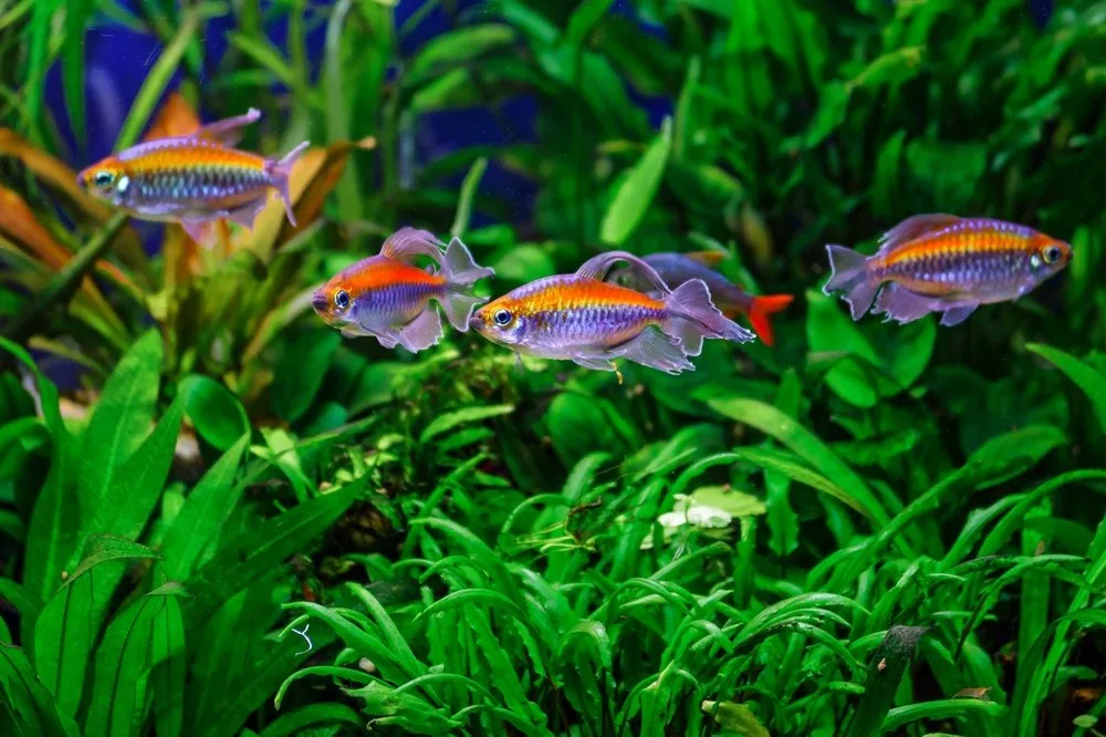 shutterstock_2618870847 Stresskiller Aquarium