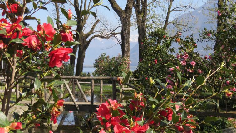 Kamelien blühen im Kamelienpark in Locarno