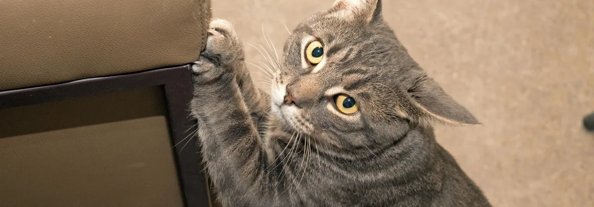 77cbe7c719f9cfcdc8d50ec433091e13bb42a3c8 Katze zerkratzt Sofa