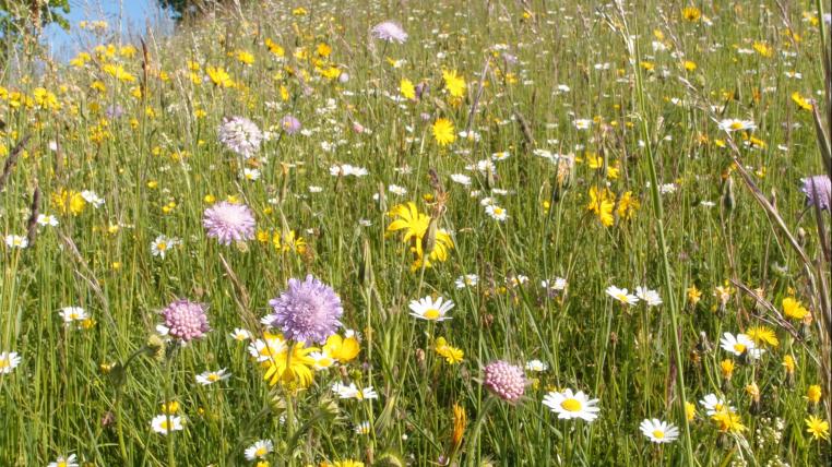 Blumenwiese im Baselbiet