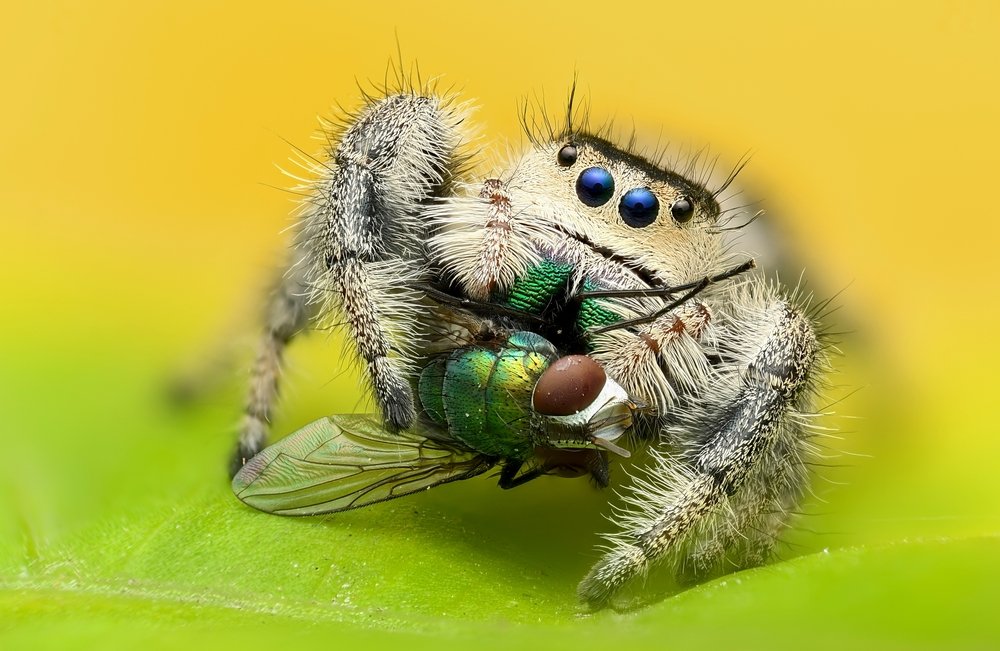Springspinne: Der Social-Media-Star unter den Spinnen
