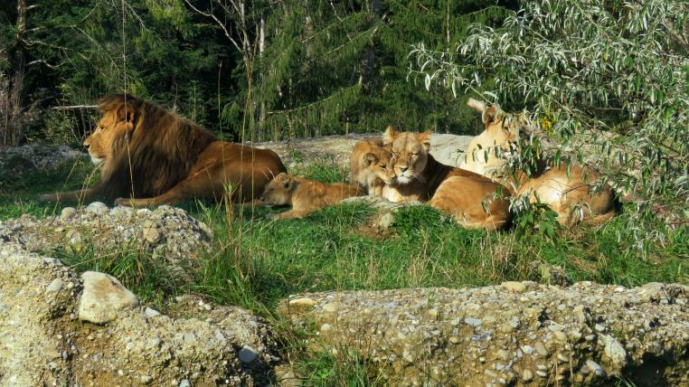 Löwenfamilie Walter Zoo