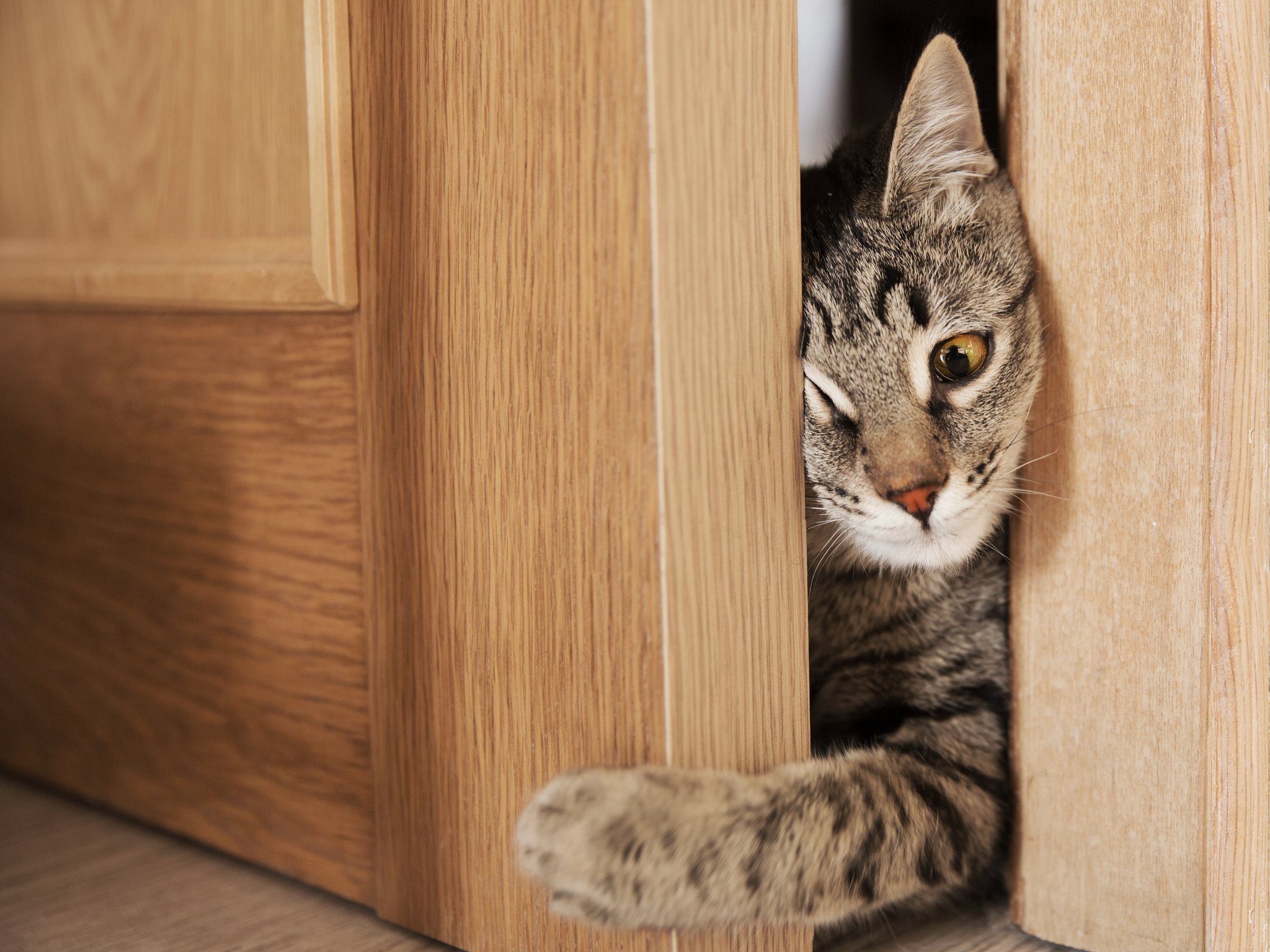 Wie quetschen sich Katzen durch schmale Lücken?