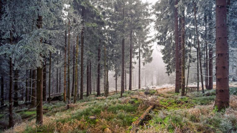 wald-bewirtschaftung.jpg