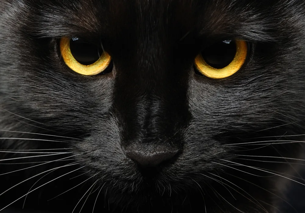 Schwarze_Katze__Pipalana Es rumort gewaltig beim STS