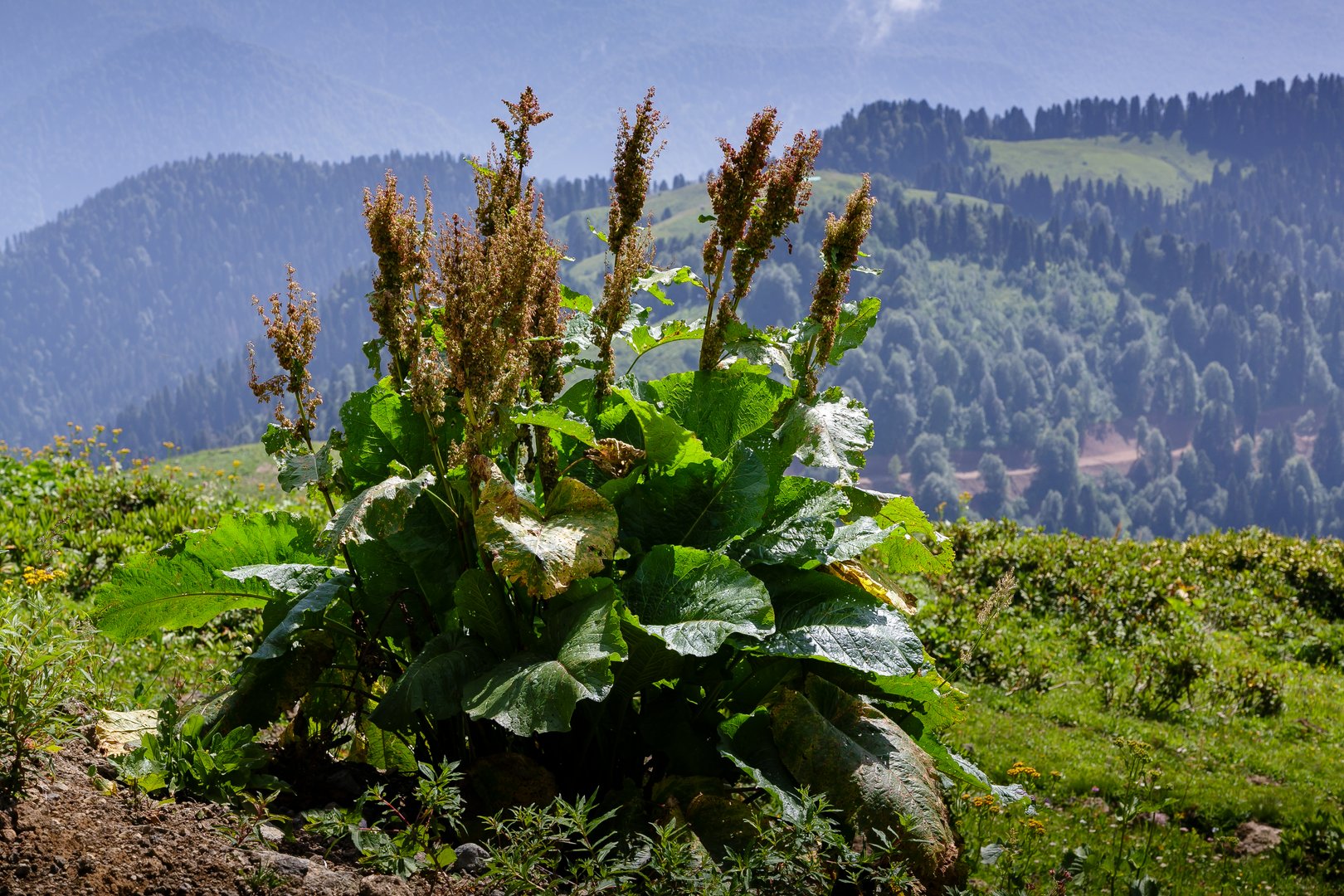 Das fast vergessene Potenzial der Blacken in der Wildkräuterküche