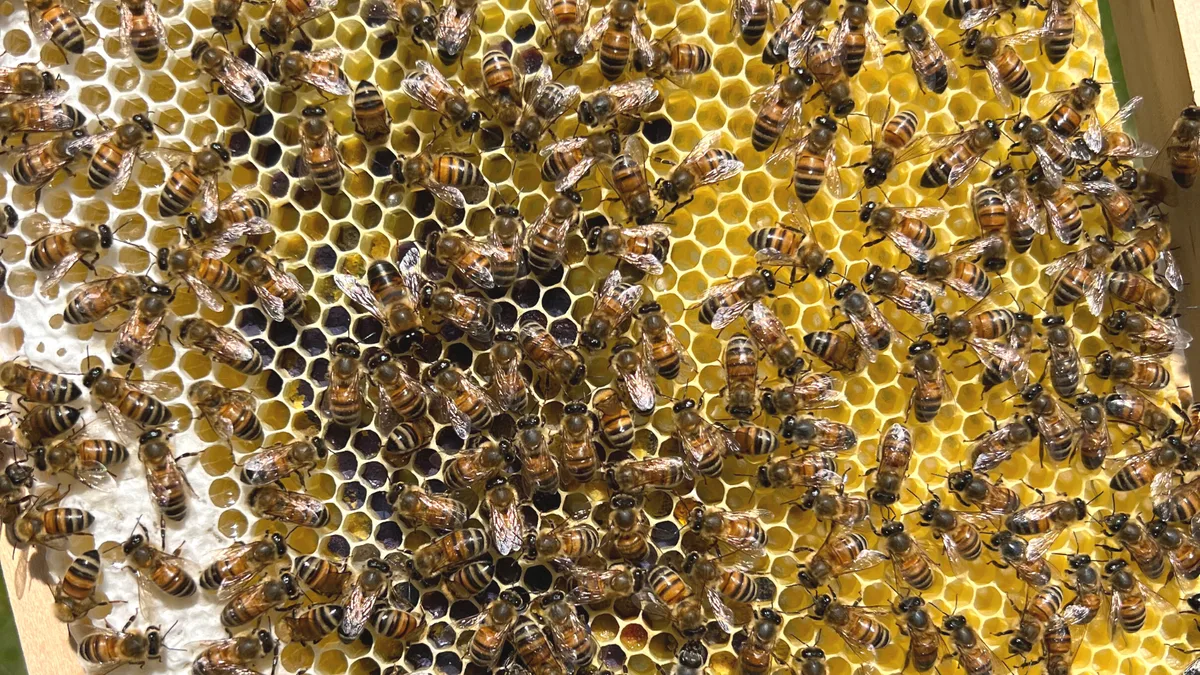Honigbiene Mythen zu Honig- und Wildbienen