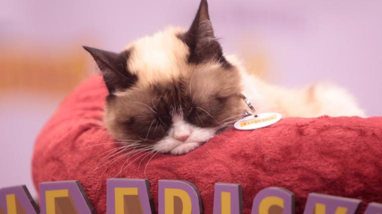 grumpycat2.jpg