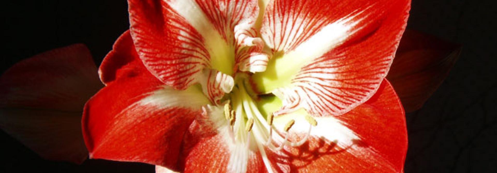 Amaryllis_KlanderBrigade-bysa_s.jpg