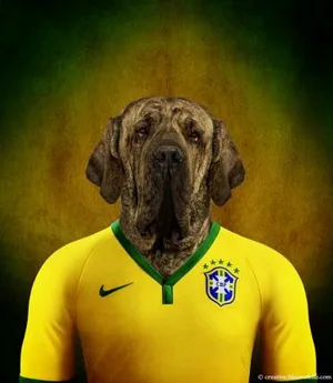 Der Brasilianische Mastiff gehört zu den gefährlichsten Teilnehmern.