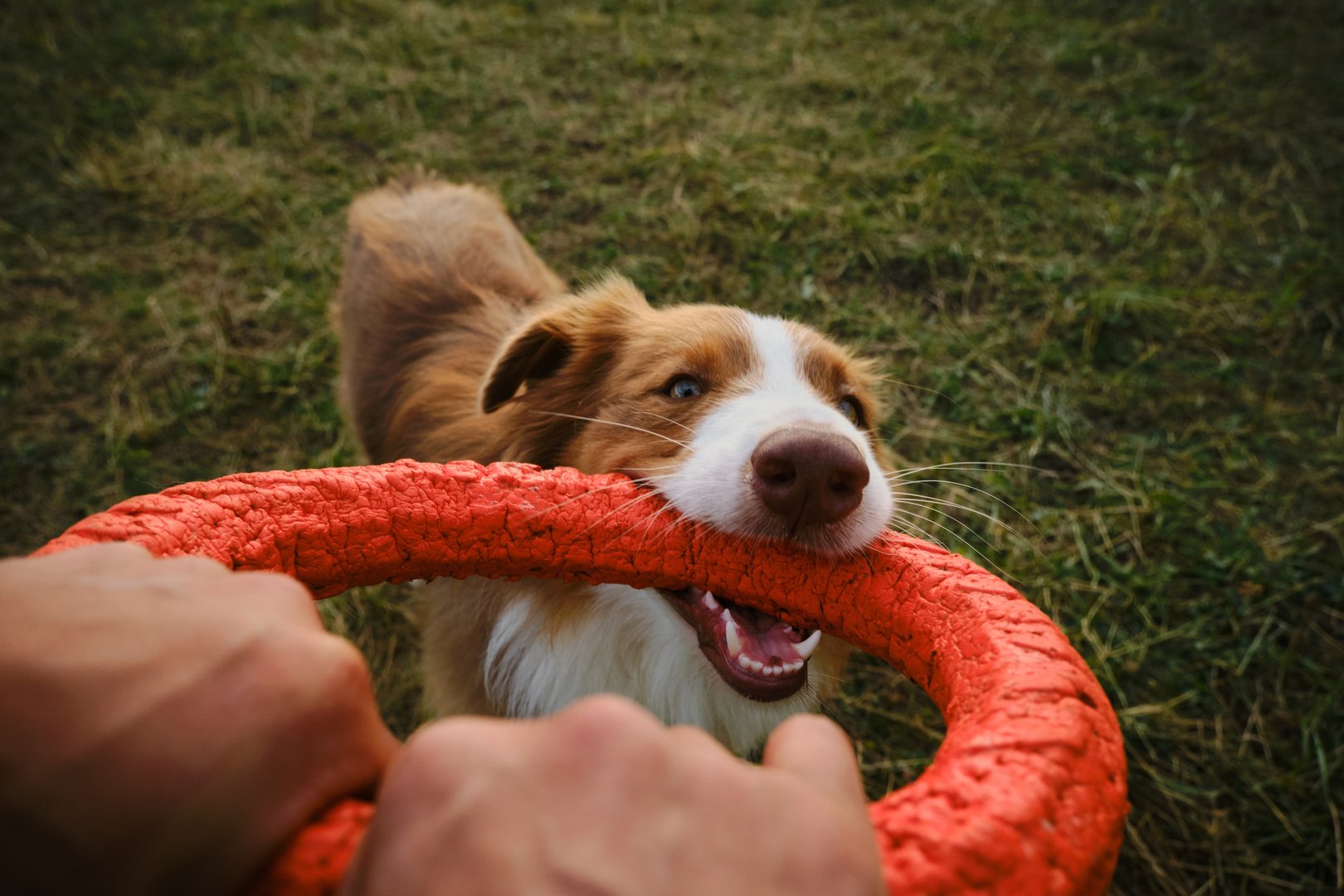 Zahlt wau-miau, wenn mein Hund beim Spielen eine Zahnverletzung erleidet?