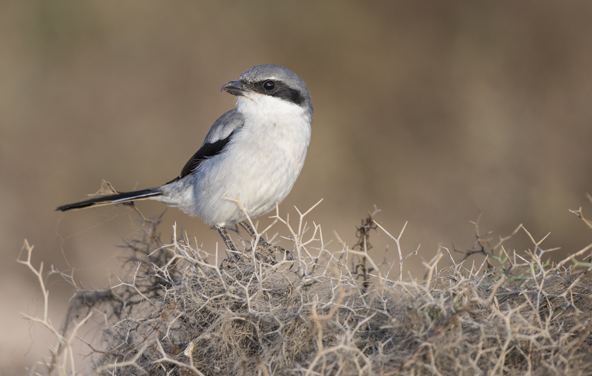 82 von 205 Schweizer Brutvogel-Arten sind gefährdet