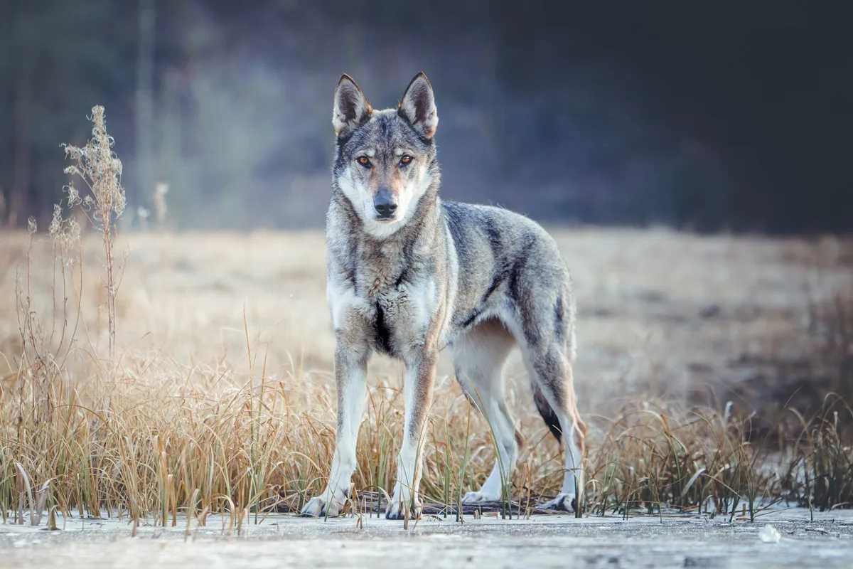 shutterstock_2235622447 Tschechoslowakischer Wolfhund: Vom Wolf zum treuen Militärhund