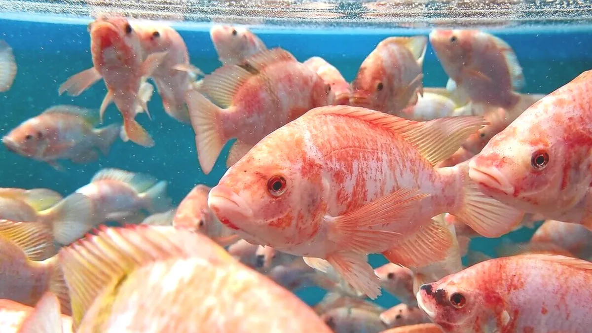 Artikelbild_TierWelt_fische Wie gut geht es dem Fisch?