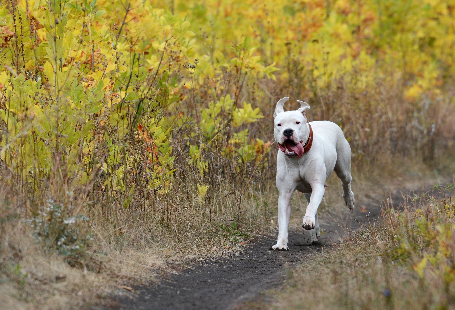 Argentinische Dogge: Der weisse Kraftprotz mit grossem Herz