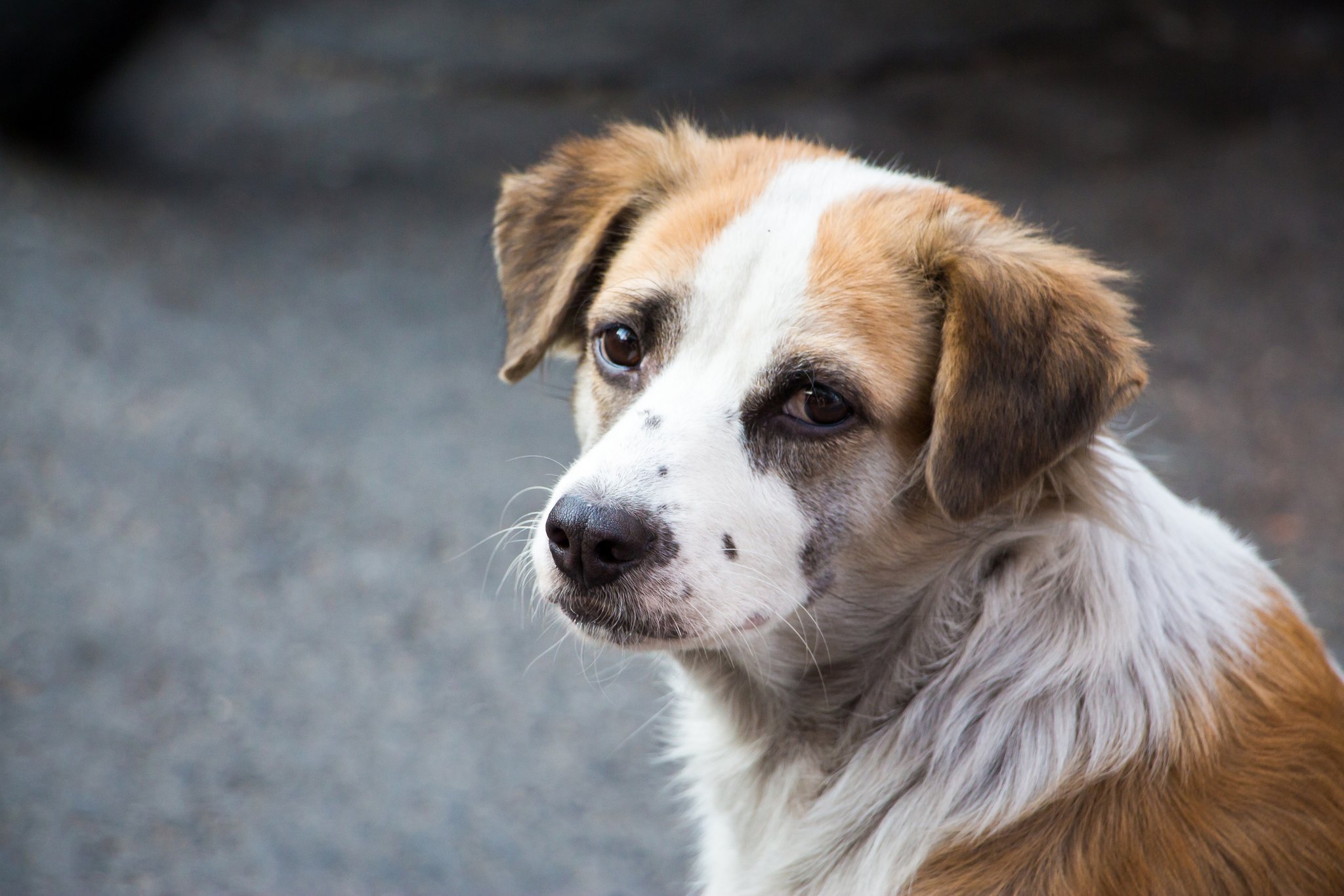 Checkliste: Adoption eines Strassenhundes