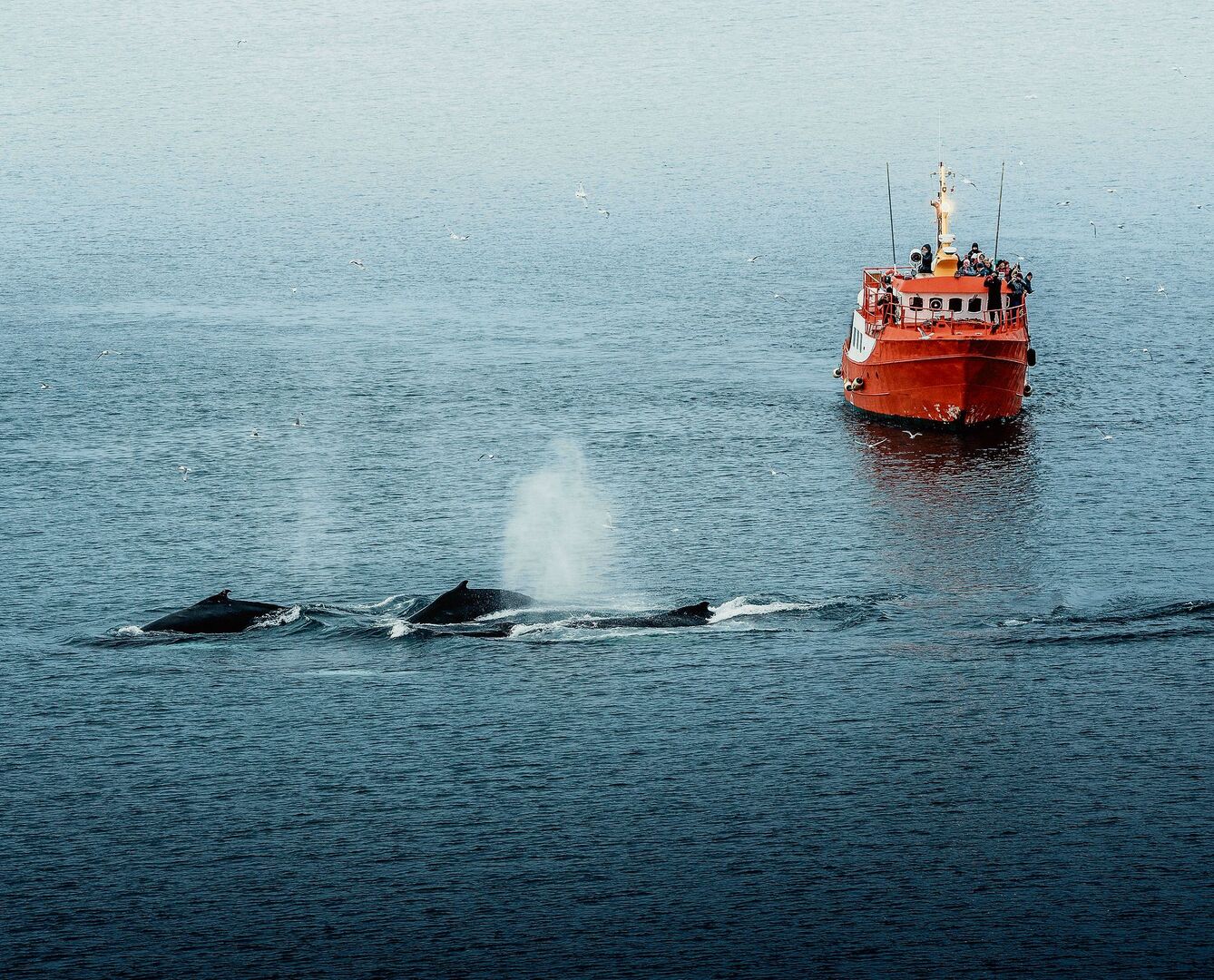 Kollisionen stellen eine der grössten Gefahren für Wale dar. OceanCare versucht deshalb zu erreichen, dass ihre Habitate umfahren werden.