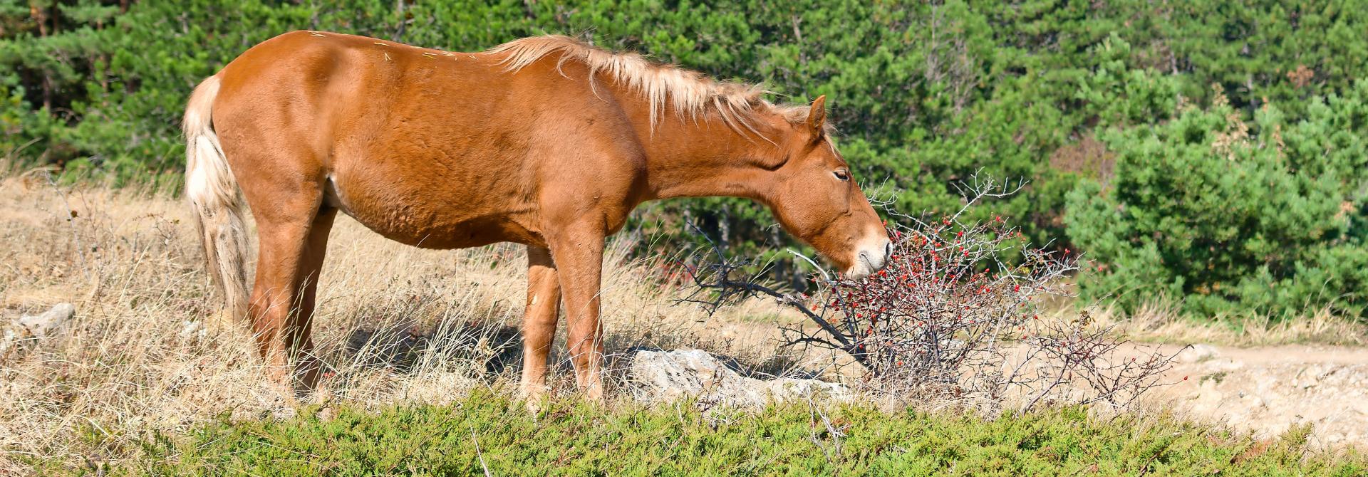 Wildpferd frisst Hagebutte