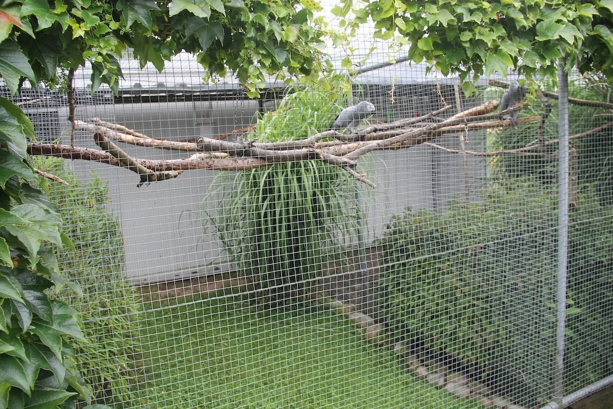 IMG_2453_Kopie Zusatzthema: Vogelhaltung in Volieren