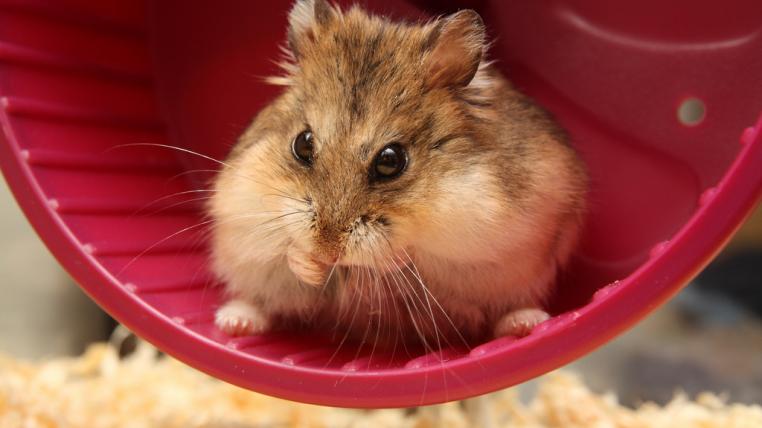 hamsterrad.jpg