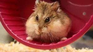 Er bekommt Konkurrenz: Offenbar wissen nicht nur Hamster das Rennrad zu schätzen, sondern auch Ratten, Frösche und vielleicht sogar Schnecken?!