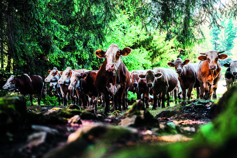 Kuhherde im Wald
