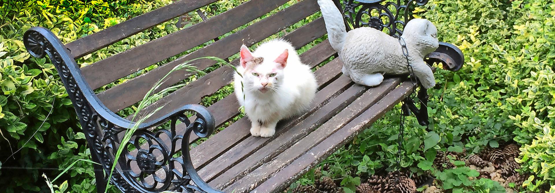 Altes Büsi im Garten auf Bank