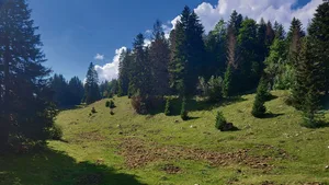 So sieht ein Wühlareal von Wildschweinen aus.