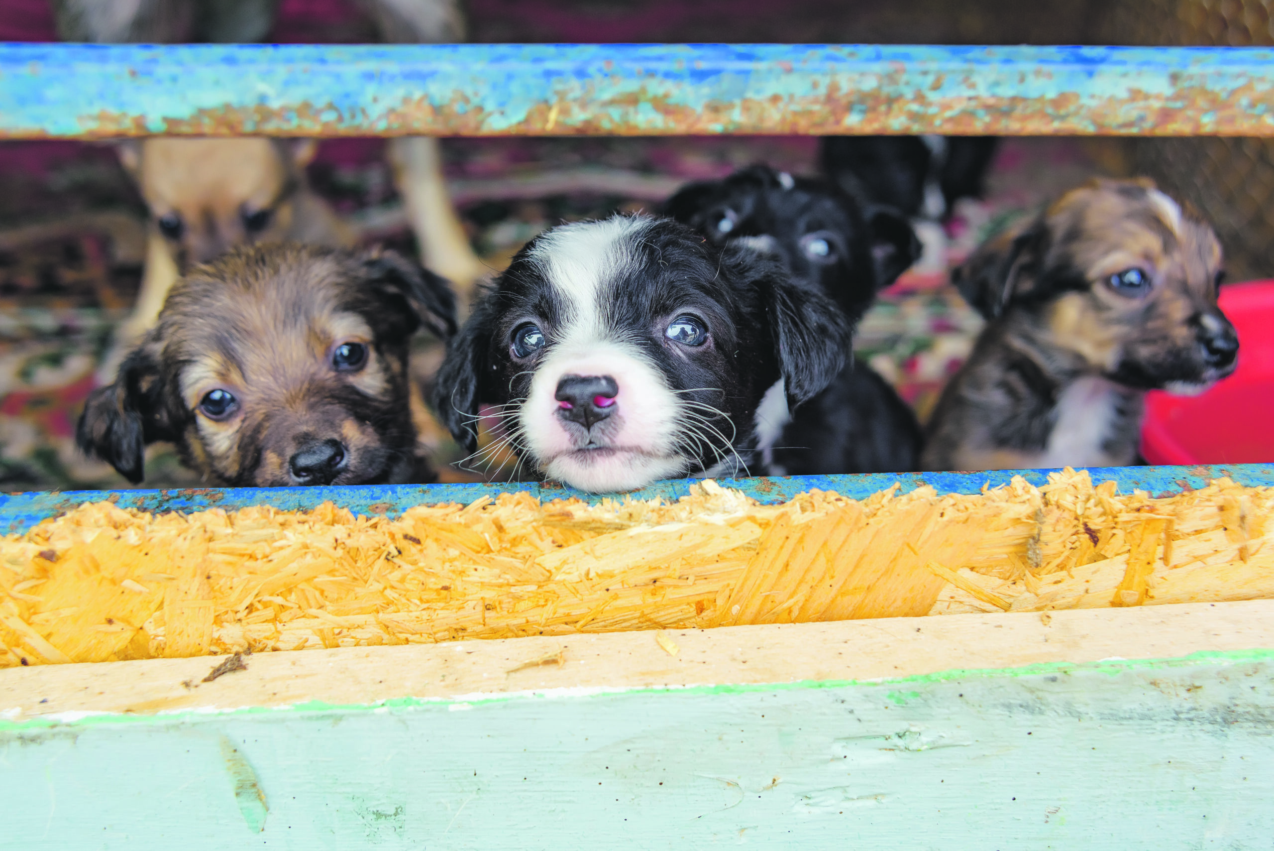 Im nahen Ausland werden Hunde oft unter widrigen Umständen unkontrolliert vermehrt, um sie bei uns zu verkaufen.
