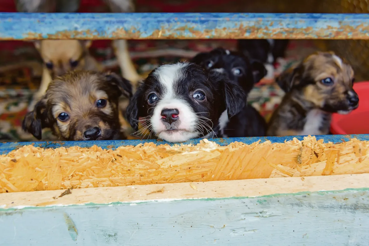 Stray,Puppies,In,A,Cage.,Dog,Shelter.,The,Animal,Is Im nahen Ausland werden Hunde oft unter widrigen Umständen unkontrolliert vermehrt, um sie bei uns zu verkaufen.