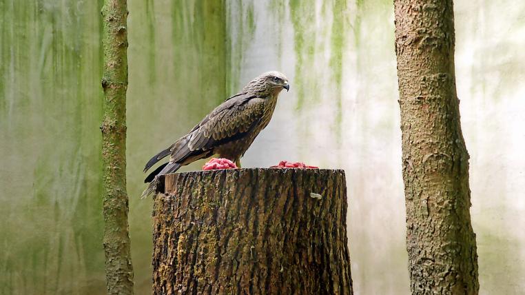 Greifvogel in der Pflegestation in Genf