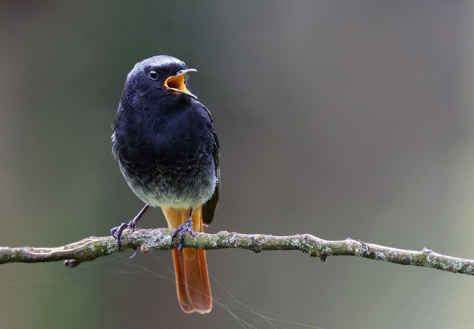 Warum singen Vögel morgens besonders viel?