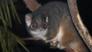 Durch das heisse Klima Australiens bedroht: Der Gewöhnliche Ringbeutlers (Pseudocheirus
peregrinus occidentalis) steht vor dem Aussterben.