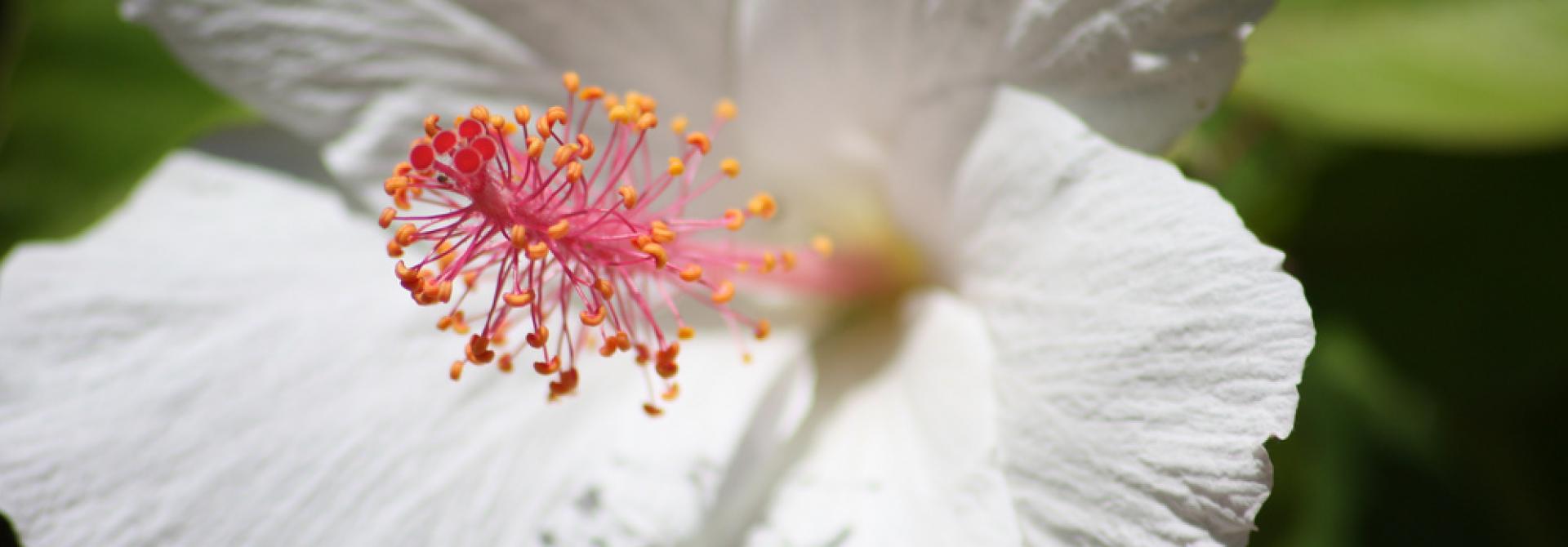 hibiskus.jpg