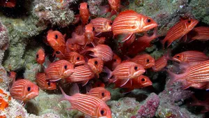 Sargocentron xantherythrum ist ein Husarenfisch, der nur vor den hawaiianischen Inseln vorkommt.